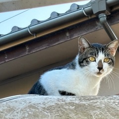 殺処分間近。保護猫② 寂しがり屋