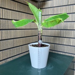 観葉植物 ミニバナナの苗木Cの画像