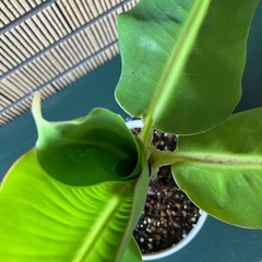 観葉植物 ミニバナナの苗木Cの画像