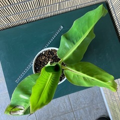 観葉植物 ミニバナナの苗木Cの画像