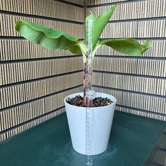 観葉植物 ミニバナナの苗木Cの画像