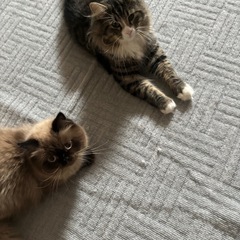 ヒマラヤン、ノルウェージャンフォレストキャット