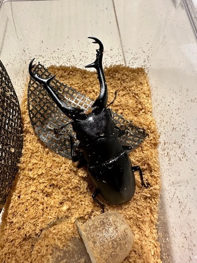 （取引中）ギラファノコギリクワガタ　106mmペア