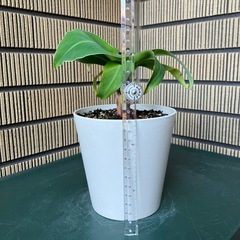 観葉植物 ミニバナナの苗木Eの画像