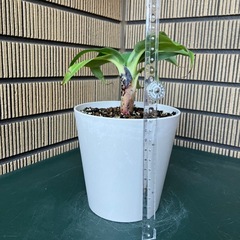 観葉植物 ミニバナナの苗木Eの画像