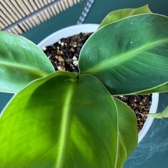 観葉植物 ミニバナナの苗木Eの画像