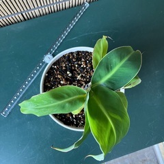 観葉植物 ミニバナナの苗木Eの画像