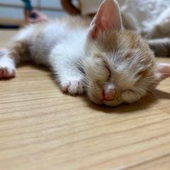 背中の模様が可愛い子猫ちゃん