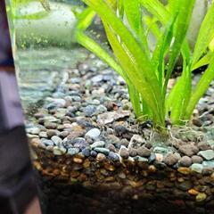 コケ取り最強 ミニブッシープレコ稚魚