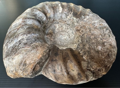 大型アンモナイト