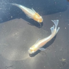 朱光菊ブルー、朱光菊美人の卵ありますの画像