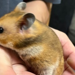 ハムスター　ゴールデンハムスター