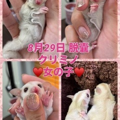 フクロモモンガ🎀クリミノ 女の子🎀