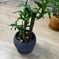 ドラセナ（ゴールデンバンブー）鉢込み！観葉植物