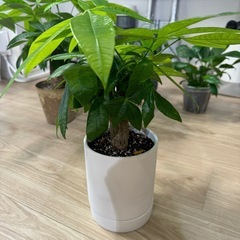 パキラ　鉢込み！観葉植物