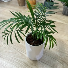 テーブルヤシ　鉢込み！観葉植物