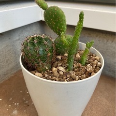 多肉植物　サボテン