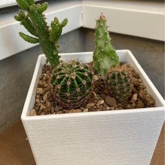 多肉植物　サボテン