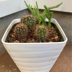 多肉植物　サボテン