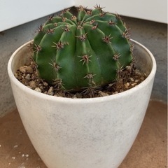 多肉植物　サボテン