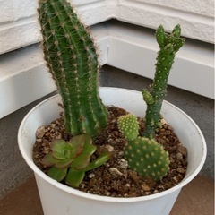 多肉植物　サボテン