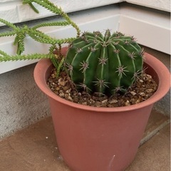多肉植物　サボテン