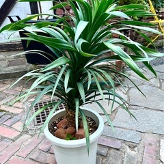 [植物売ります] ユッカ デスメティアーナ