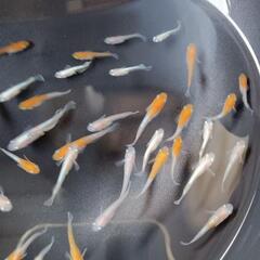 レッドクリフ紅白タイプ　10匹の画像