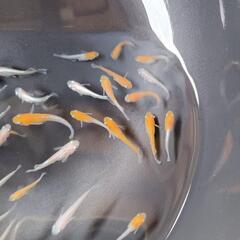 レッドクリフ紅白タイプ　10匹