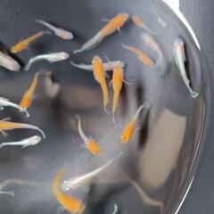 レッドクリフ紅白タイプ　10匹の画像