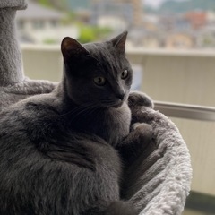 　グレー猫ちゃん！　4才です