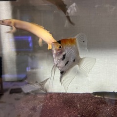 熱帯魚　エンゼルフィッシュ　ミックス