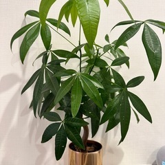 【観葉植物】まとめて