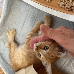 子猫里親募集してます　生後2ヶ月（保護猫です）