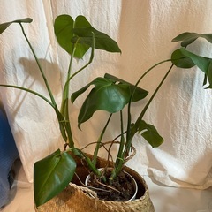 モンステラ　植物　
