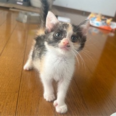 生後1ヶ月 ミケの女の子 あんこちゃん トライアル決まりました