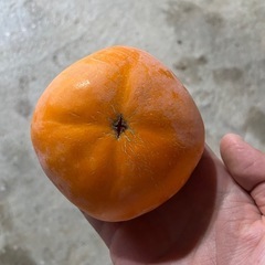 種なし柿　和歌山県かつらぎ町産　予約販売の画像