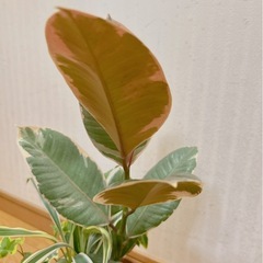 寄せ植え鉢　観葉植物🍃　sold out　の画像