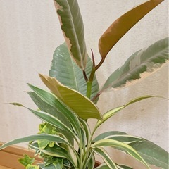 寄せ植え鉢　観葉植物🍃　sold out　の画像