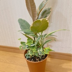 寄せ植え鉢　観葉植物🍃　sold out　