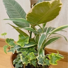 寄せ植え鉢　観葉植物🍃　sold out　の画像
