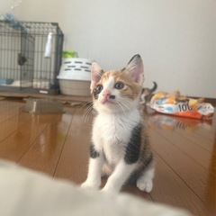 生後1ヶ月 ミケの女の子 もなかちゃん トライアル決まりました