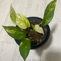 観葉植物　ポトス　ゴールデン