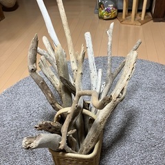 拾ってきた流木です