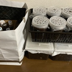 国産カブトムシ幼虫