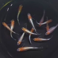 紅白体外光めだか　選別モレ　7匹1000円