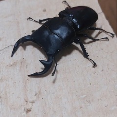 【配送可】グランディスオオクワガタペア