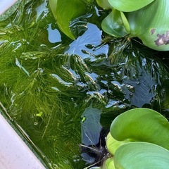 マツモの画像