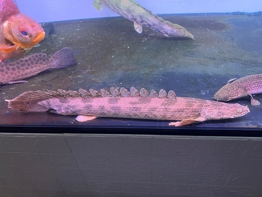 ポリプテルスアンソルギー