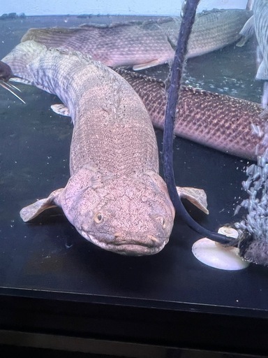 ポリプテルスエンドリケリー　カミハタブリード  52cmくらい